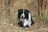 BORDER COLLIE 039